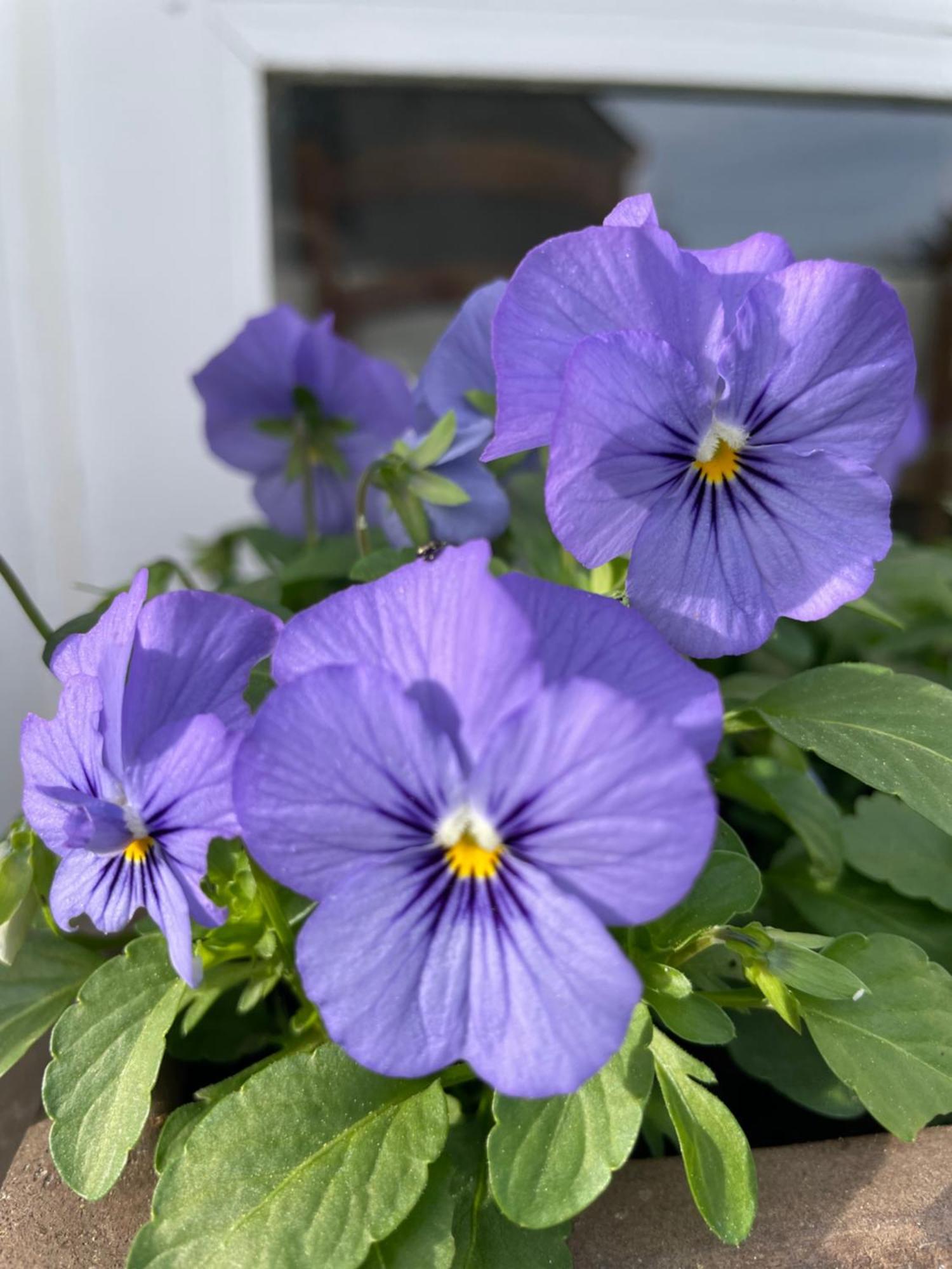 Les Hortensias Panzió Espoey Kültér fotó