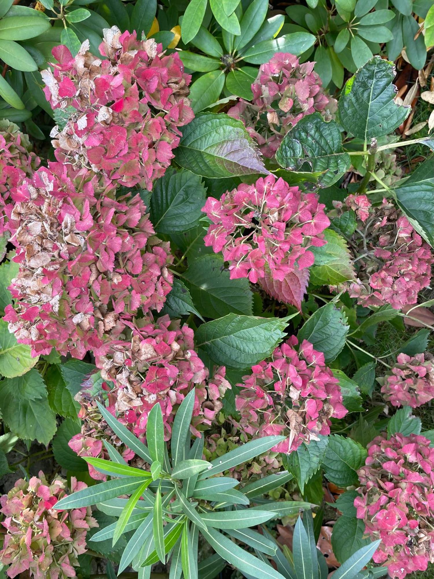 Les Hortensias Panzió Espoey Kültér fotó